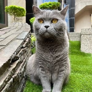 Meet your Posher, Hsiao ching